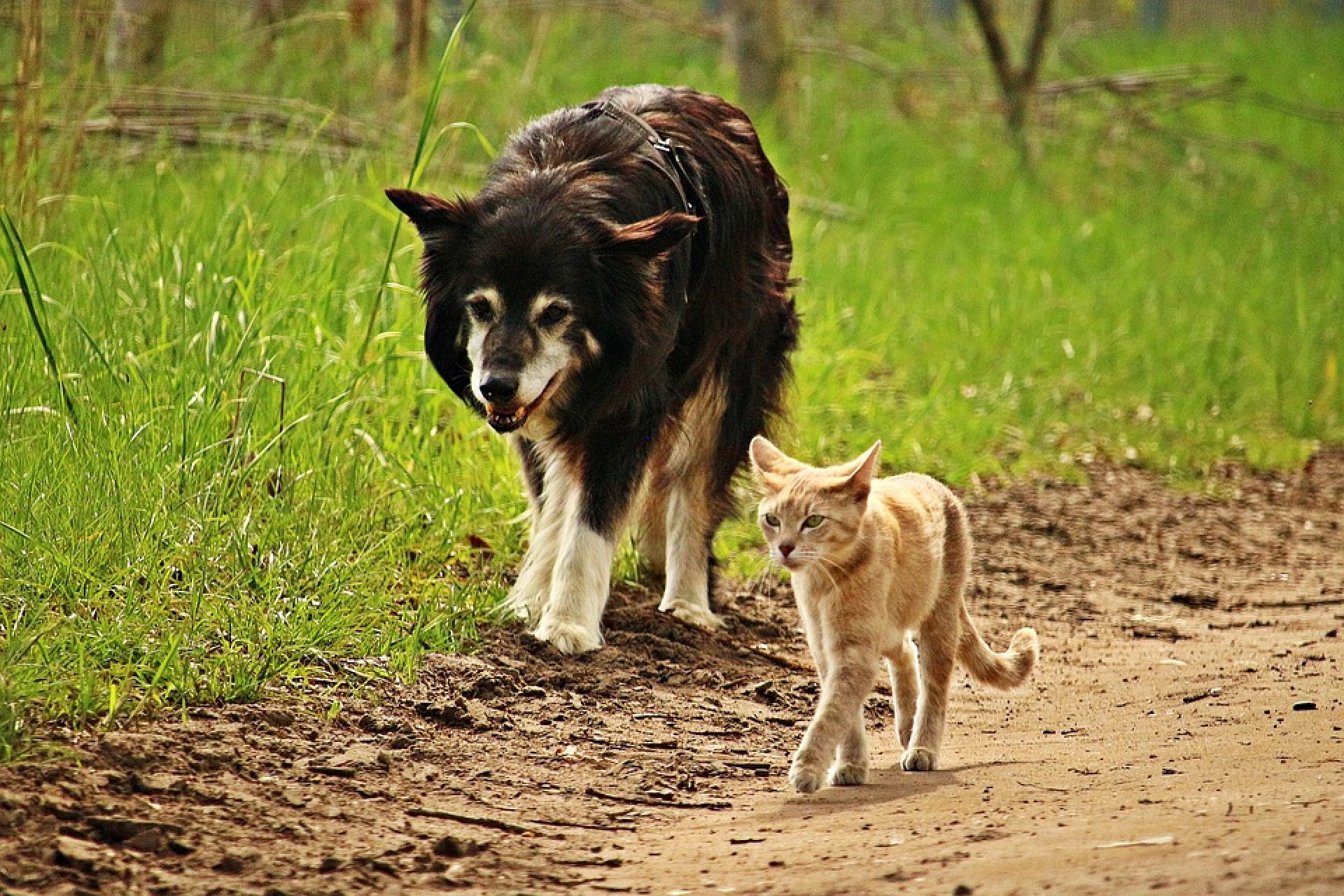 A felelős állattartást is megtanulhatják a gyerekek a fehérvári állatotthonnal