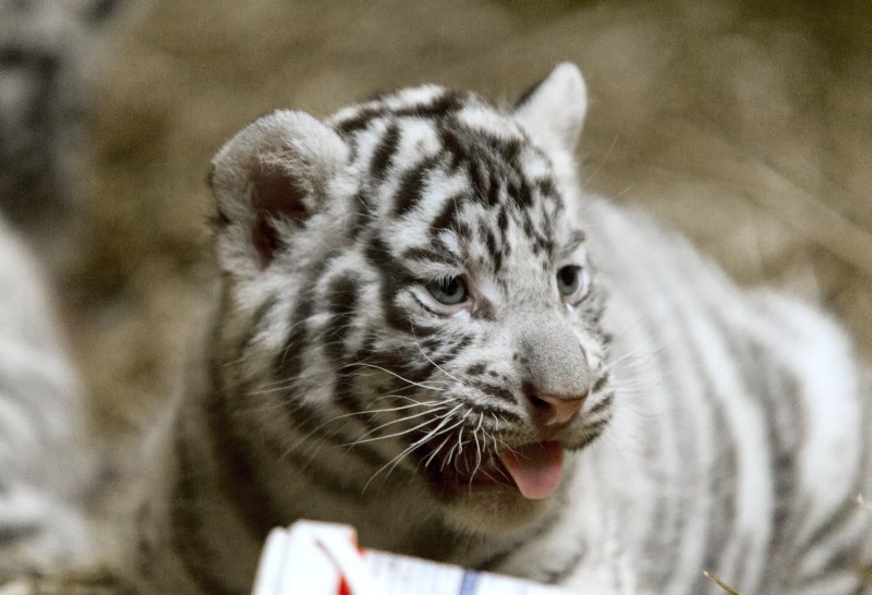Fehér tigriskölykök születtek a győri állatkertben