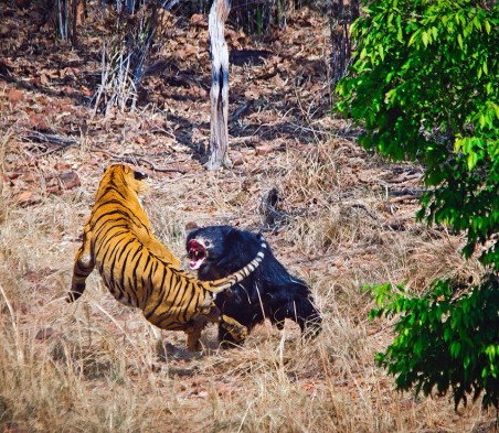Brutális természet: levideózták a medve és a tigris csatáját